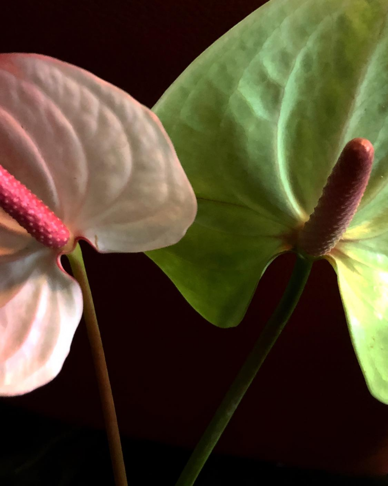 【講座】植物仿生學——氣味設計與情緒療癒